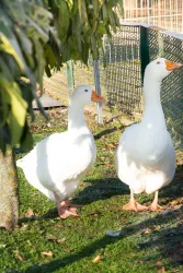 Zwei weiße Gänse stehen auf grünem Gras unter einem Baum. Im Hintergrund ist ein Zaun sichtbar.