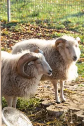 Schafe (© Streichelzoo Rülzheim)