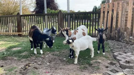 Eine Gruppe von Ziegen steht auf einer Wiese neben einem Zaun. Sie haben verschiedene Fellfarben und Größen.