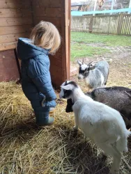 Ein kleines Kind steht in einem Stall und schaut neugierig auf einige Ziegen. Der Boden ist mit Heu bedeckt, und im Hintergrund sieht man einen Zaun.