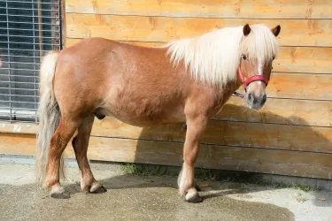 Ein kleines Pony mit einem hellblonden Schweif steht vor einer Holzwand. Es trägt eine rote Halfter und hat ein freundliches Aussehen.