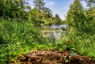 Eine ruhige Landschaft mit einem kleinen See, umgeben von üppigem Grün und Bäumen. Im Vordergrund liegt ein umgefallener Baumstamm, auf dem Pflanzen wachsen.