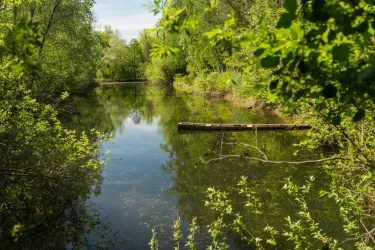 Ein ruhiger Gewässerlauf umgeben von grünen Bäumen und Sträuchern. Die spiegelglatte Oberfläche reflektiert die Natur.