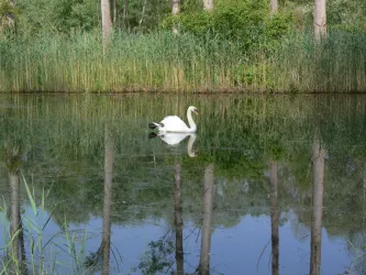 Ein Schwan schwimmt ruhig auf einem spiegelglatten Teich. Umgeben von hohem Gras und Bäumen spiegelt sich die schöne Landschaft im Wasser.