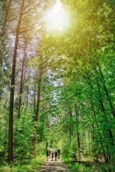Eine Gruppe von Menschen wandert auf einem schmalen Weg durch einen grünen Wald. Die Sonne scheint durch die Bäume und schafft eine helle, freundliche Atmosphäre.