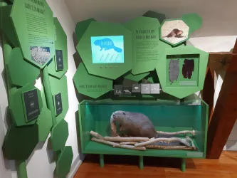 Ein interaktives Ausstellungselement über Biber in einer grünen Umgebung. Im Vordergrund ist ein Biber-Exponat in einem Glaskasten zu sehen.