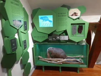 Eine Ausstellung mit Informationen über Biber. Im Vordergrund sieht man ein Biber-Modell in einem Gehäuse mit Stöcken und grünen Wänden.