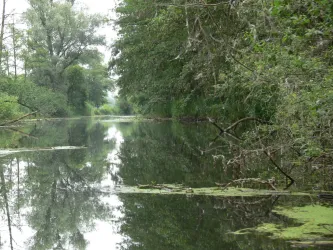 Ein ruhiger Wasserlauf, umgeben von dichtem Grün und Bäumen. Die Wasseroberfläche spiegelt die Umgebung wider.