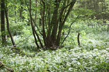 Bärlauchfeld in den Hördter Rheinauen