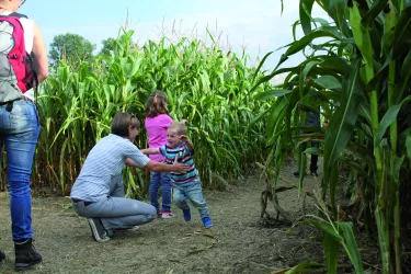 Kinder im Maislabyrinth