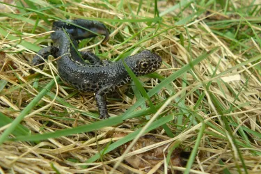 Bergmolch Männchen im Gras