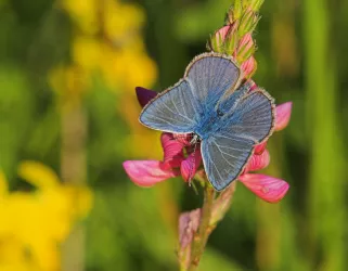Hauhechelbläuling, blauer Schmetterling