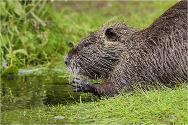 Nutria