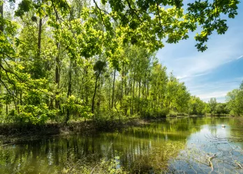 Altrheinarm Hördter Rheinaue