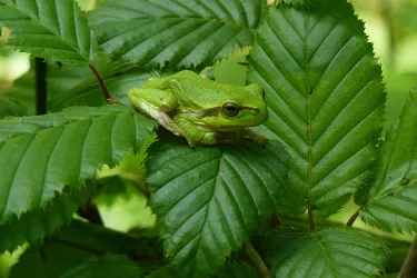 Laubfrosch