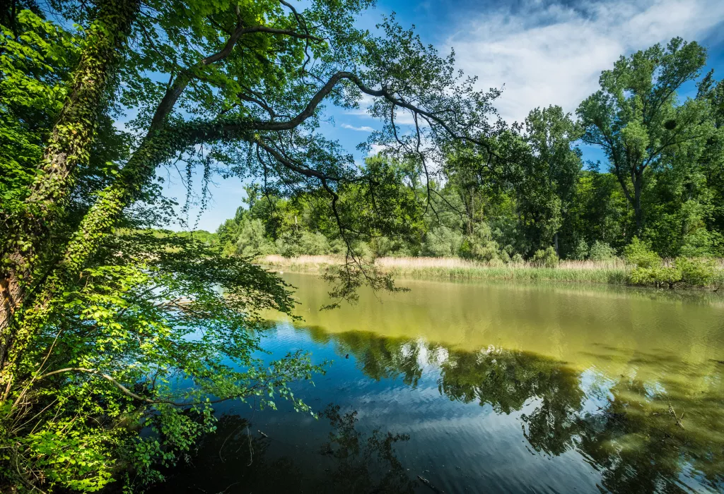 Altrheinarm Hördter Rheinaue