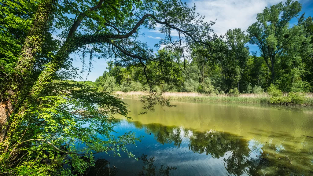 Altrheinarm Hördter Rheinaue