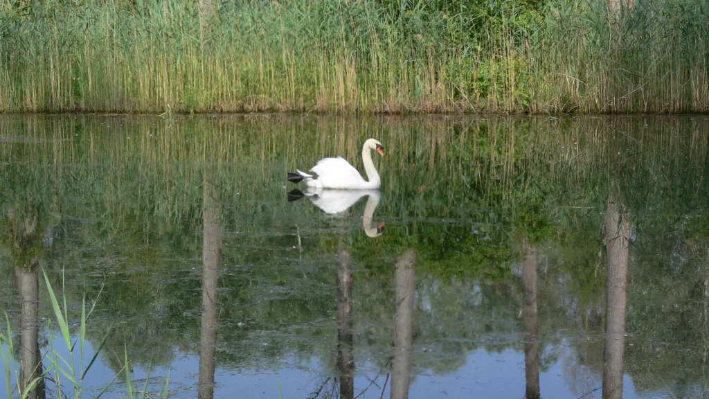 Weißer Schwan im Teich