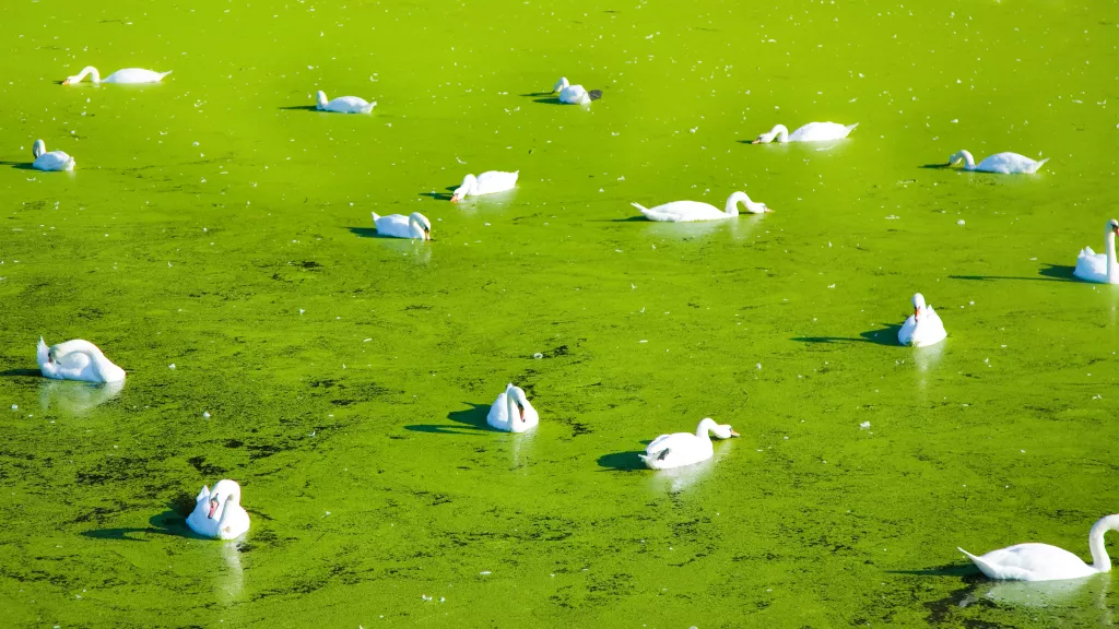 Weiße Schwäne im grün bedeckten Teich