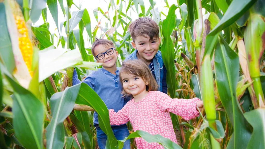 Drei Kinder, zwei Jungs ein Mädchen,  stehen fröhlich in einem Maisfeld. Sie lächeln und schauen in die Kamera.