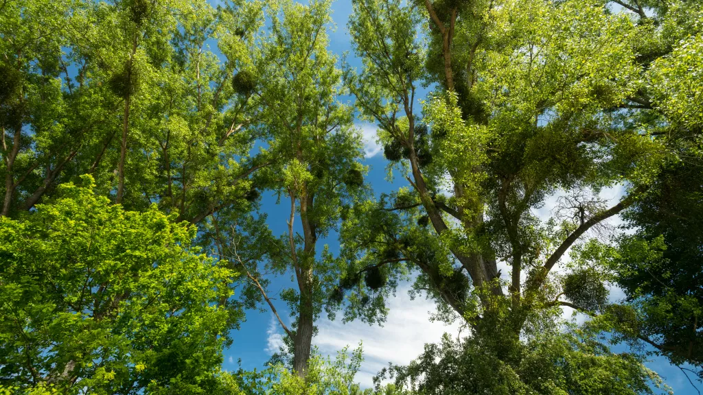 Baumkronen Hördter Rheinaue