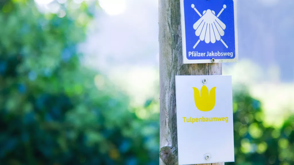 Logo Jakobsweg(Muschel) und TulpenbaumwegGelbe Blüte)