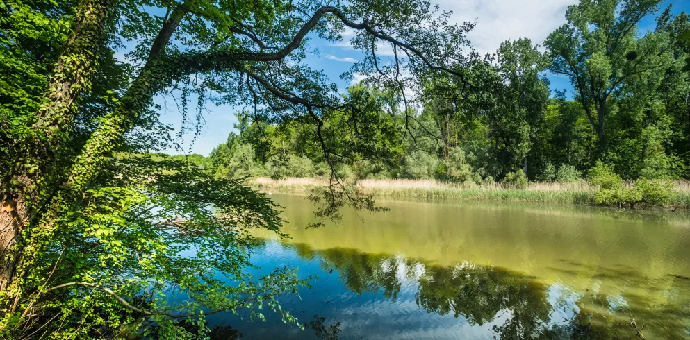 Altrheinarm Hördter Rheinaue