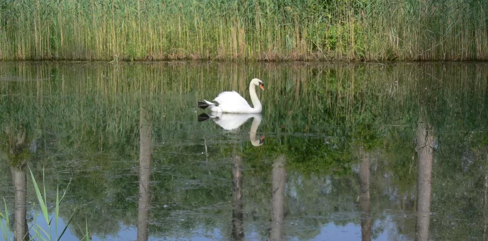 Weißer Schwan im Teich