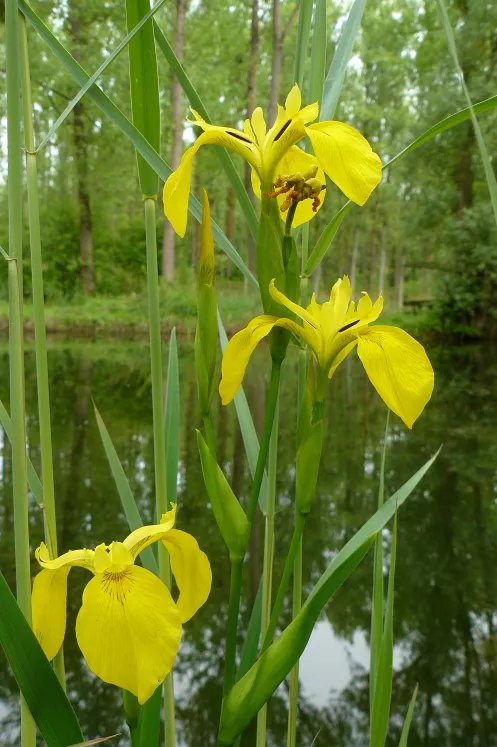 Gelbe Schwertlilie Hördter Rheinaue