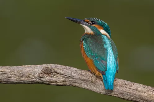 Eisvogel auf einem Ast