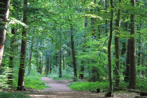 Wald Rülzheim Rottenbachweg