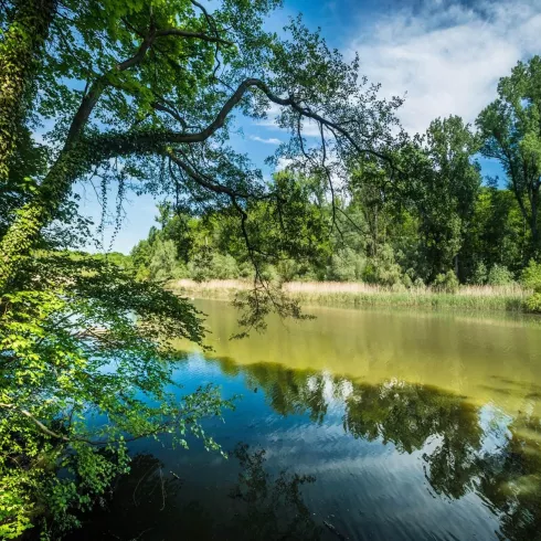 Hördter Rheinaue (1) (© Südpfalz-Tourismus Verbandsgemeinde Rülzheim e.V.) Hördter Rheinaue (1) (© Südpfalz-Tourismus Verbandsgemeinde Rülzheim e.V.)