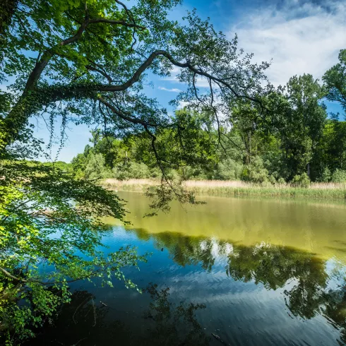 Altrheinarm Hördter Rheinaue