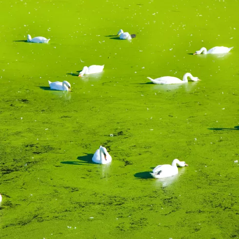 Weiße Schwäne im grün bedeckten Teich
