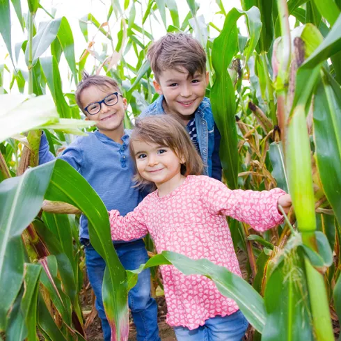 Drei Kinder, zwei Jungs ein Mädchen,  stehen fröhlich in einem Maisfeld. Sie lächeln und schauen in die Kamera.
