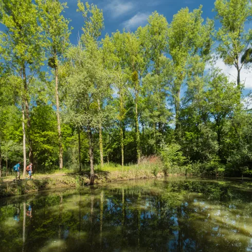 Altrhein Hördter Rheinaue