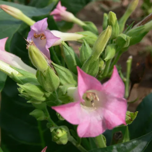 Rosafarbene Tabakblüte