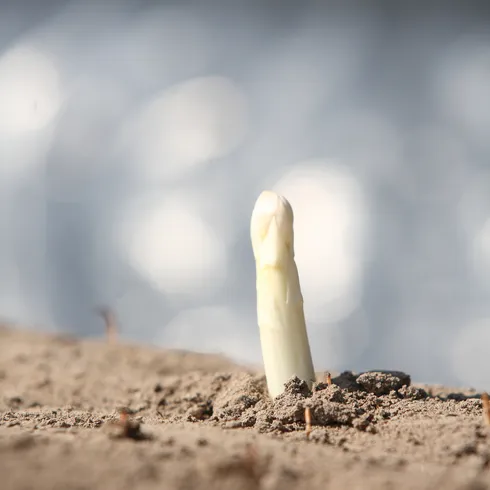 Spargelfeld mit Spargelspitze, die an die Oberfläche kommt.